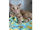 Adopt Mac a Domestic Short Hair