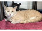 Adopt Biscuits a Domestic Short Hair