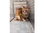 Adopt Broski 29975 a Domestic Short Hair