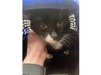 Adopt Grumples 29863 a Domestic Short Hair