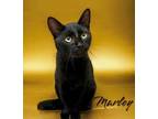 Adopt Marley 123386 a Domestic Short Hair