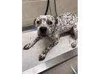 Adopt King 123474 a Australian Cattle Dog / Blue Heeler, Pit Bull Terrier