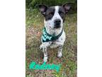 Adopt Rodney 123053 a Australian Cattle Dog / Blue Heeler, Mixed Breed