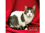 Adopt Scout 30033 a Domestic Short Hair
