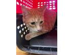 Adopt Kaipo 116754 a Domestic Short Hair