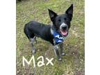 Adopt Max 122976 a Australian Cattle Dog / Blue Heeler
