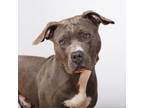 Adopt Goober a Pit Bull Terrier, American Staffordshire Terrier