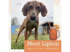 Adopt Lipton a Hound