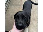 Adopt Thicker Than A Snicker ( Cooper) a Cane Corso, Labrador Retriever