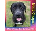 Adopt Thicker Than A Snicker ( Cooper) a Cane Corso, Labrador Retriever