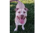 Adopt Buffer a American Staffordshire Terrier