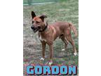 Adopt Gordon a German Shepherd Dog, Mixed Breed