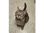 Adopt SNICKERS a Domestic Short Hair