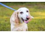 Adopt Lanky a Hound