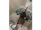 Adopt Billy a Pit Bull Terrier, Mixed Breed