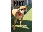 Adopt Joey a Boxer
