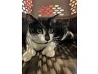 Adopt Beauregard a Domestic Short Hair