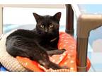 Adopt Bert a Domestic Short Hair