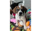 Adopt Gus a Beagle, Australian Cattle Dog / Blue Heeler
