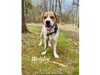 Adopt Wrigley a Beagle