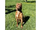 Adopt Wallace ***ADOPTION PENDING*** a Pit Bull Terrier