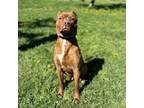 Adopt Wallace a Pit Bull Terrier