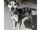 Adopt Auto a Catahoula Leopard Dog, Mixed Breed