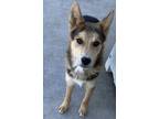 Adopt Benny a German Shepherd Dog, Mixed Breed