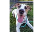 Adopt Buzzy a Pit Bull Terrier, Mixed Breed