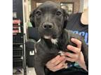 Adopt Angel a Labrador Retriever, Hound