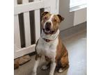 Adopt GAVIN a Pit Bull Terrier