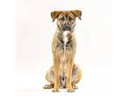 Adopt Tacoma a Rhodesian Ridgeback