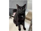 Adopt Binx a Domestic Short Hair