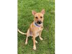 Adopt CODY a Carolina Dog