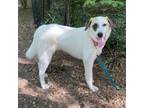 Adopt Possum a Anatolian Shepherd