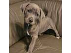 Adopt Beet a Pit Bull Terrier, Australian Shepherd