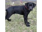 Adopt Paddy a Rottweiler, Mixed Breed