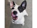 Adopt Buckeye a Jack Russell Terrier