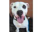 Adopt Tyson a Pit Bull Terrier, Mixed Breed