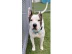 Adopt Jambalaya a Pit Bull Terrier, Mixed Breed