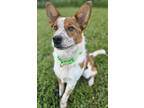 Adopt Lewis a Australian Cattle Dog / Blue Heeler