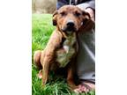 Adopt Archie a Shepherd, Labrador Retriever