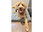 Adopt HANDSOME CHICO a Goldendoodle