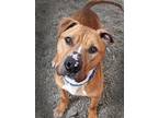 Adopt Flik (mcas) a Pit Bull Terrier