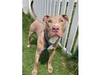 Adopt Dudley a Pit Bull Terrier, Mixed Breed