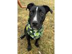 Adopt Prescott a Labrador Retriever, Pit Bull Terrier