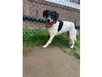 Adopt Edgar a Beagle, Cattle Dog