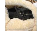 Adopt T'Challa a Domestic Short Hair