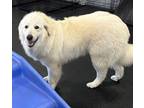 Adopt Moose a Great Pyrenees