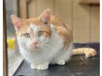 Adopt Captain a Domestic Short Hair